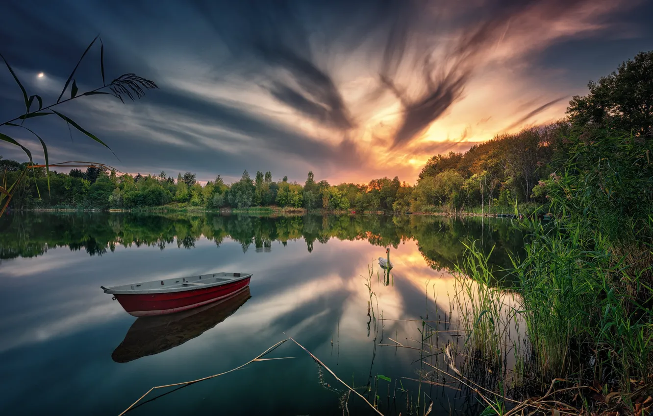 Фото обои лес, закат, озеро, отражение, лодка, лебедь