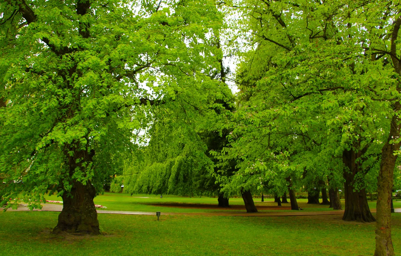 Фото обои green, road, park, tree, branch, shade, People in nature, natural landscape