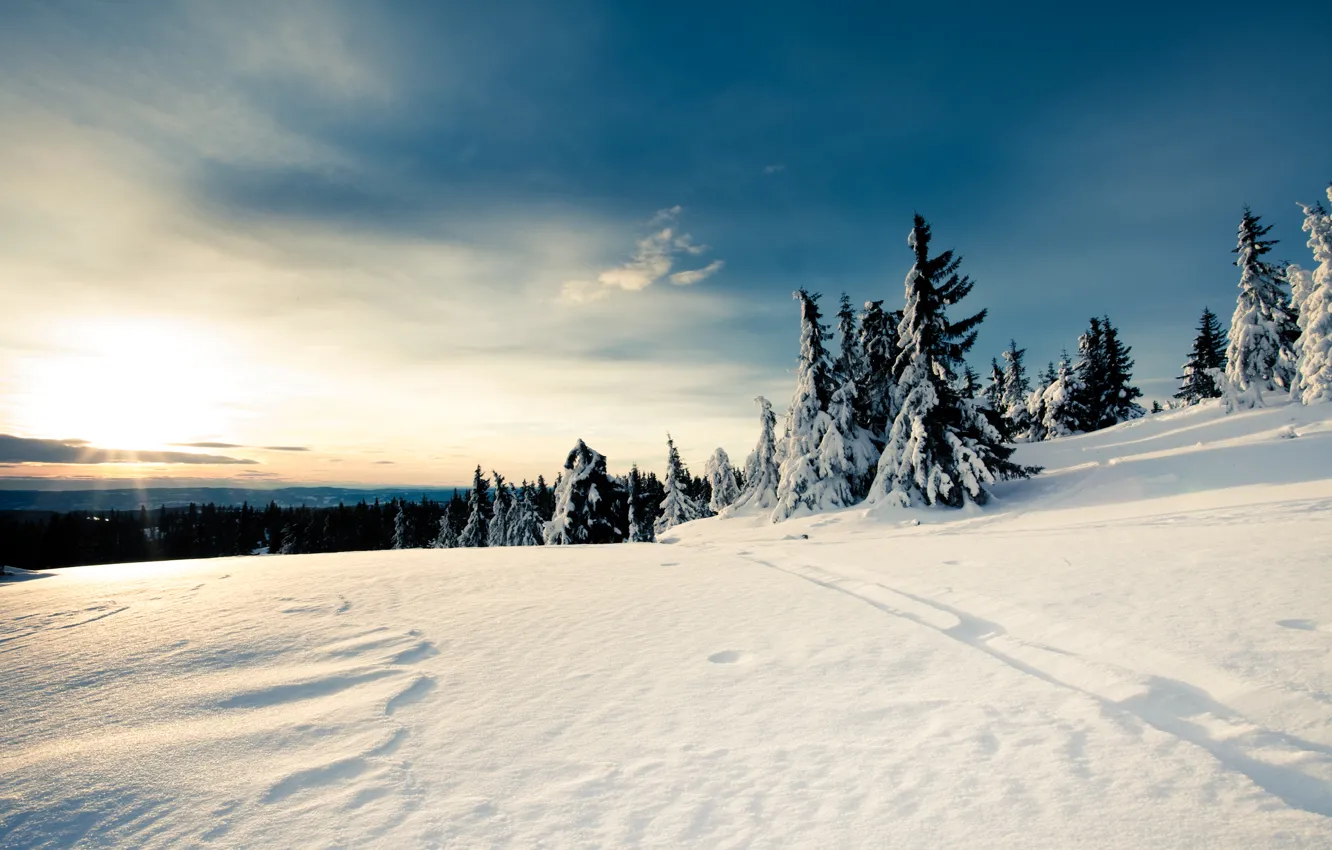 Фото обои зима, лес, небо, Снег