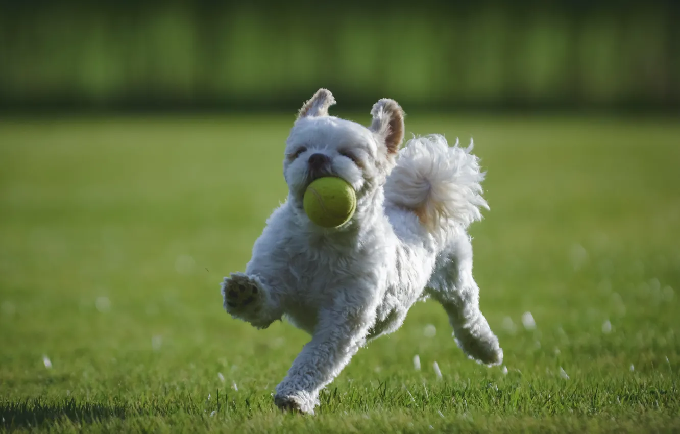 Фото обои друг, собака, мячик, лужайка, Ши-тцу