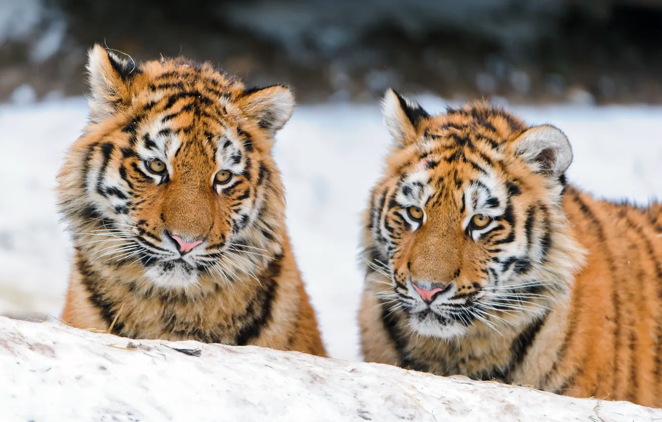 Фото обои кошки, пара, тигрята, амурский тигр, тигрёнок, ©Tambako The Jaguar