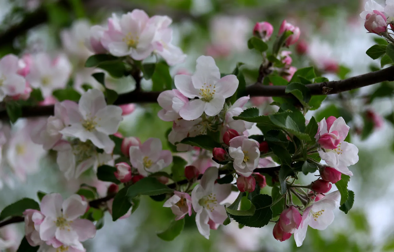 Фото обои ветка, яблоня, цветение, Adina Voicu
