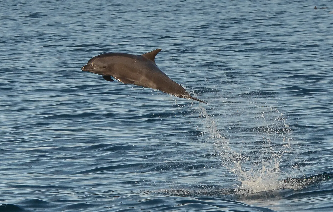 Фото обои море, брызги, дельфин, прыжок
