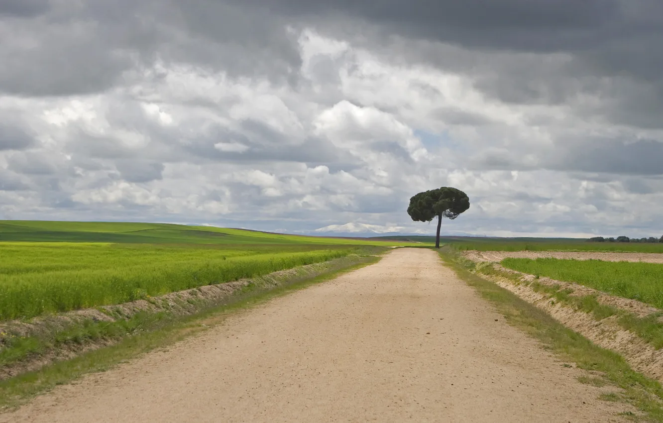 Фото обои дорога, небо, трава, тучи, дерево
