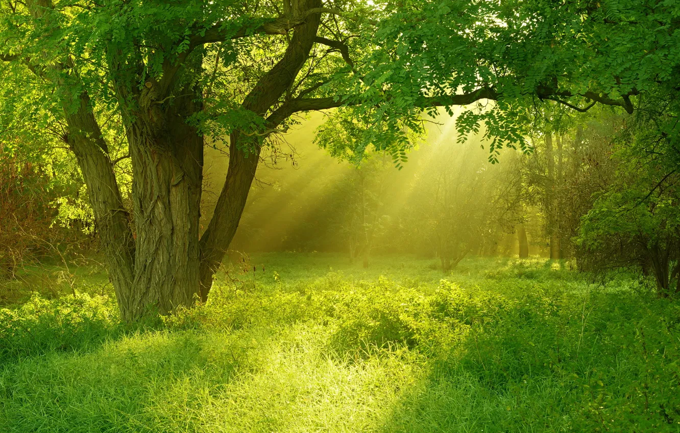 Фото обои лето, трава, свет, дерево