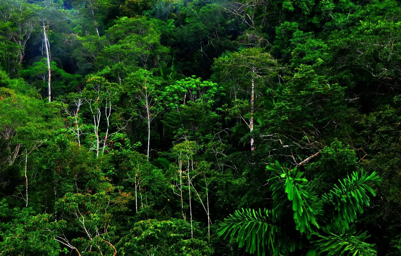 Фото обои лес, тропики, джунгли