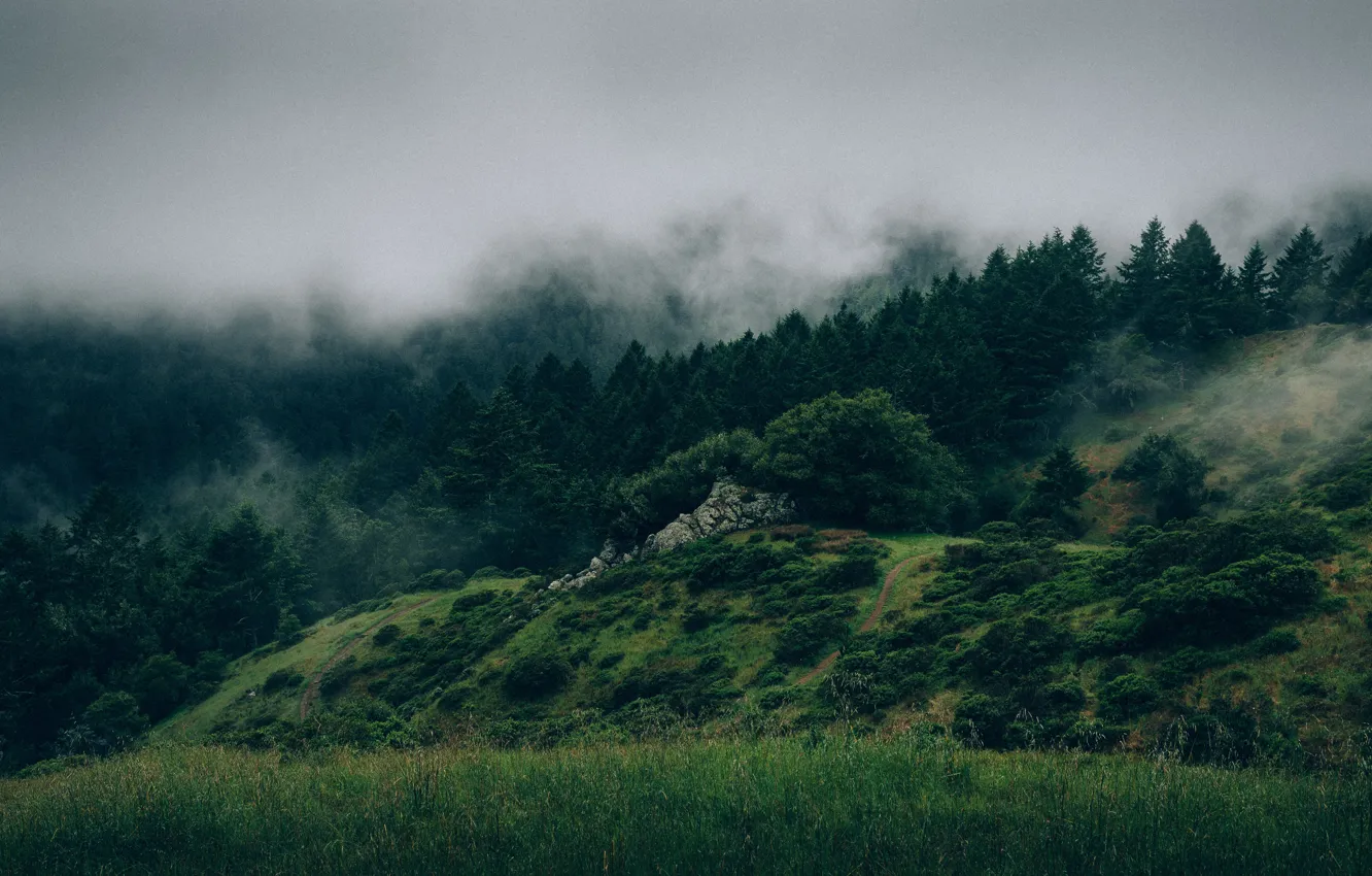 Фото обои туман, камни, холмы, Лес, деревья .