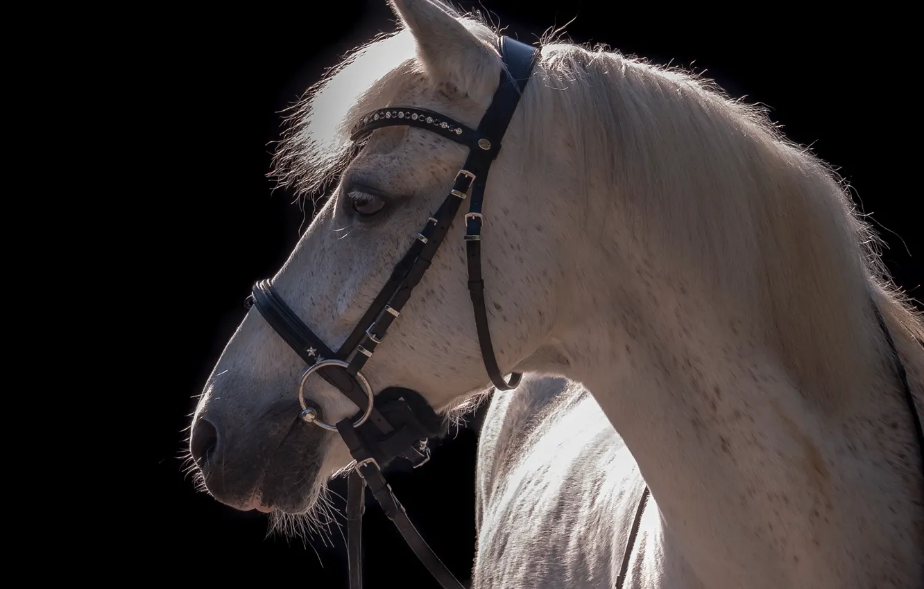 Фото обои морда, свет, серый, конь, лошадь, контраст, грива, профиль
