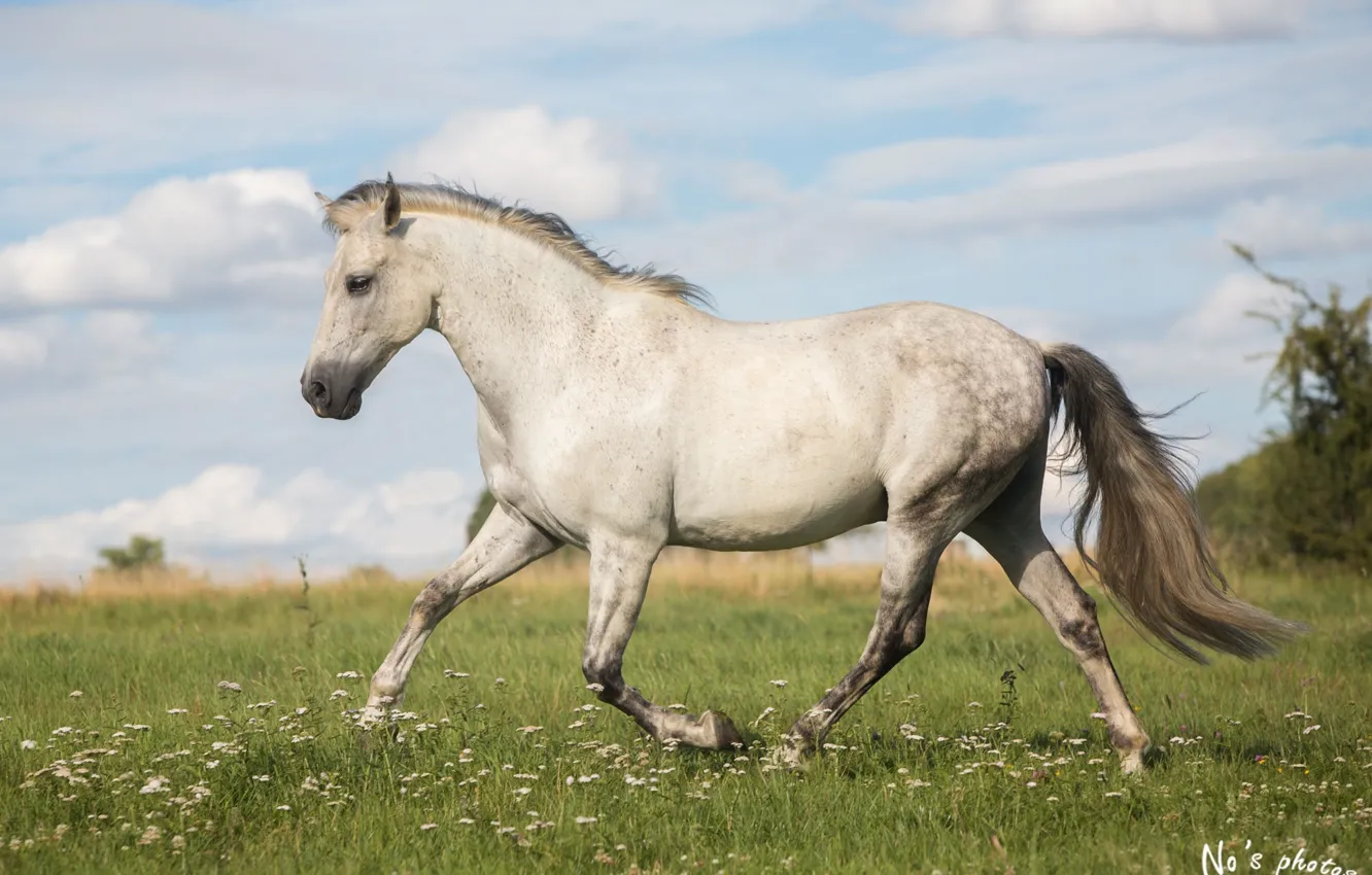 Фото обои лето, серый, движение, конь, лошадь, луг, бег, грация