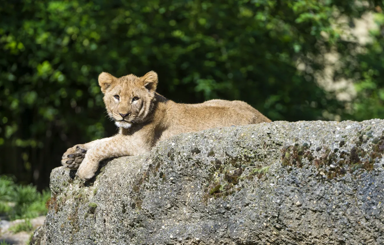 Фото обои кошка, отдых, камень, лев, детёныш, котёнок, львёнок, ©Tambako The Jaguar
