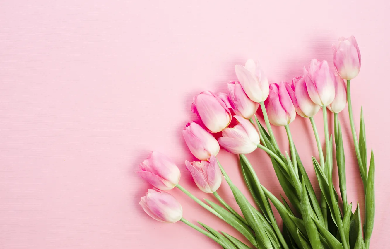 Фото обои фон, розовые, pink, tulip