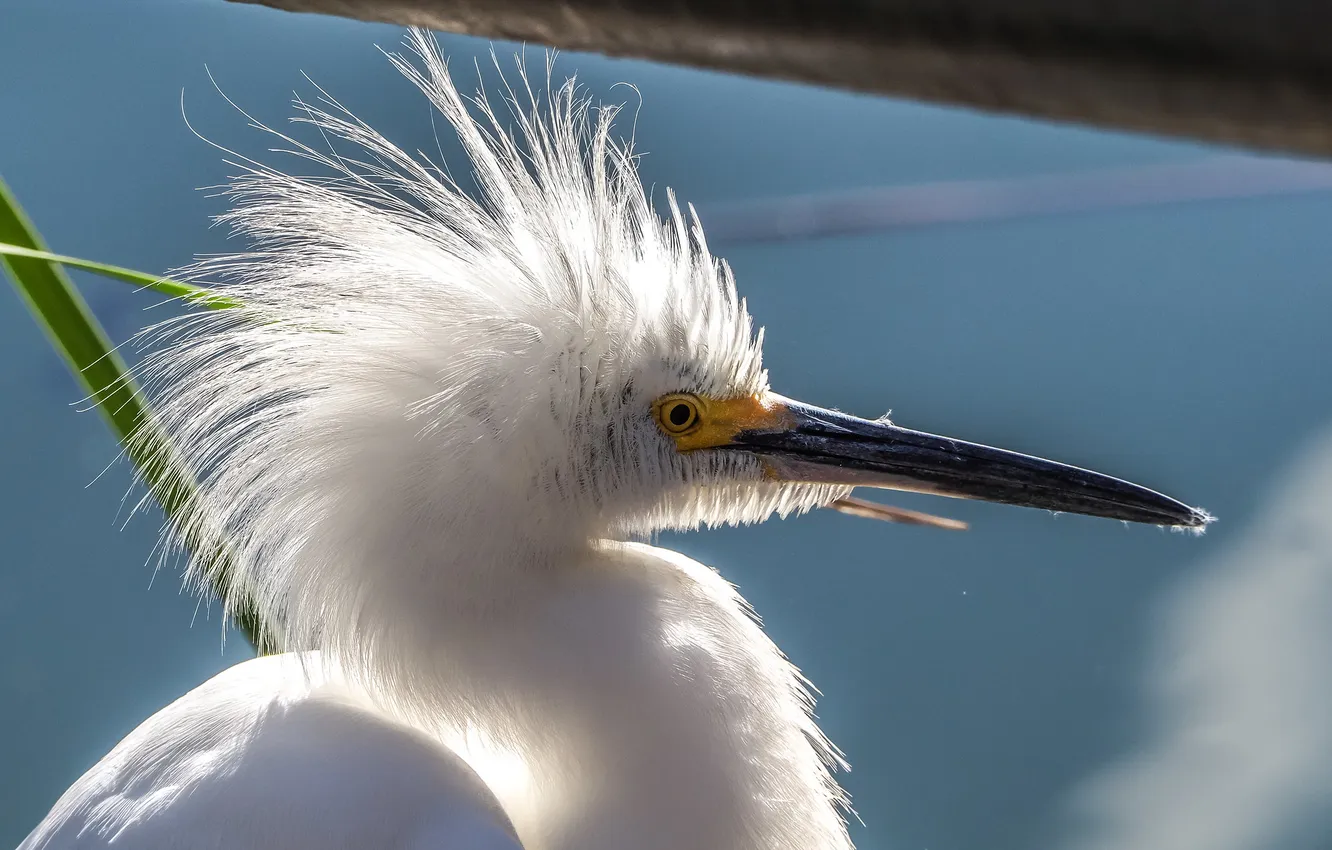 Фото обои птица, клюв, цапля, хохолок