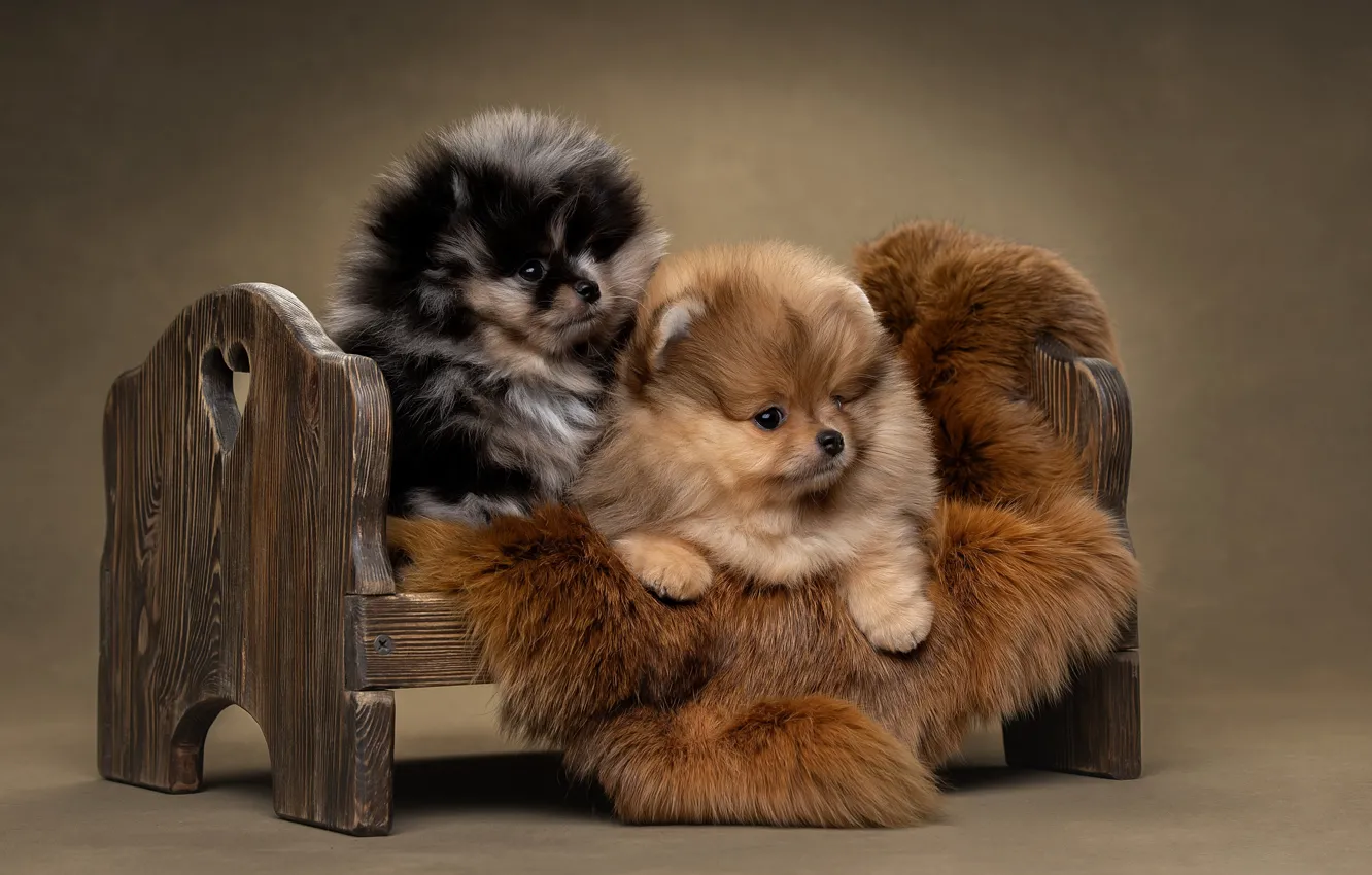 Фото обои собаки, фон, щенки, парочка, кроватка, Померанский шпиц, Светлана Писарева
