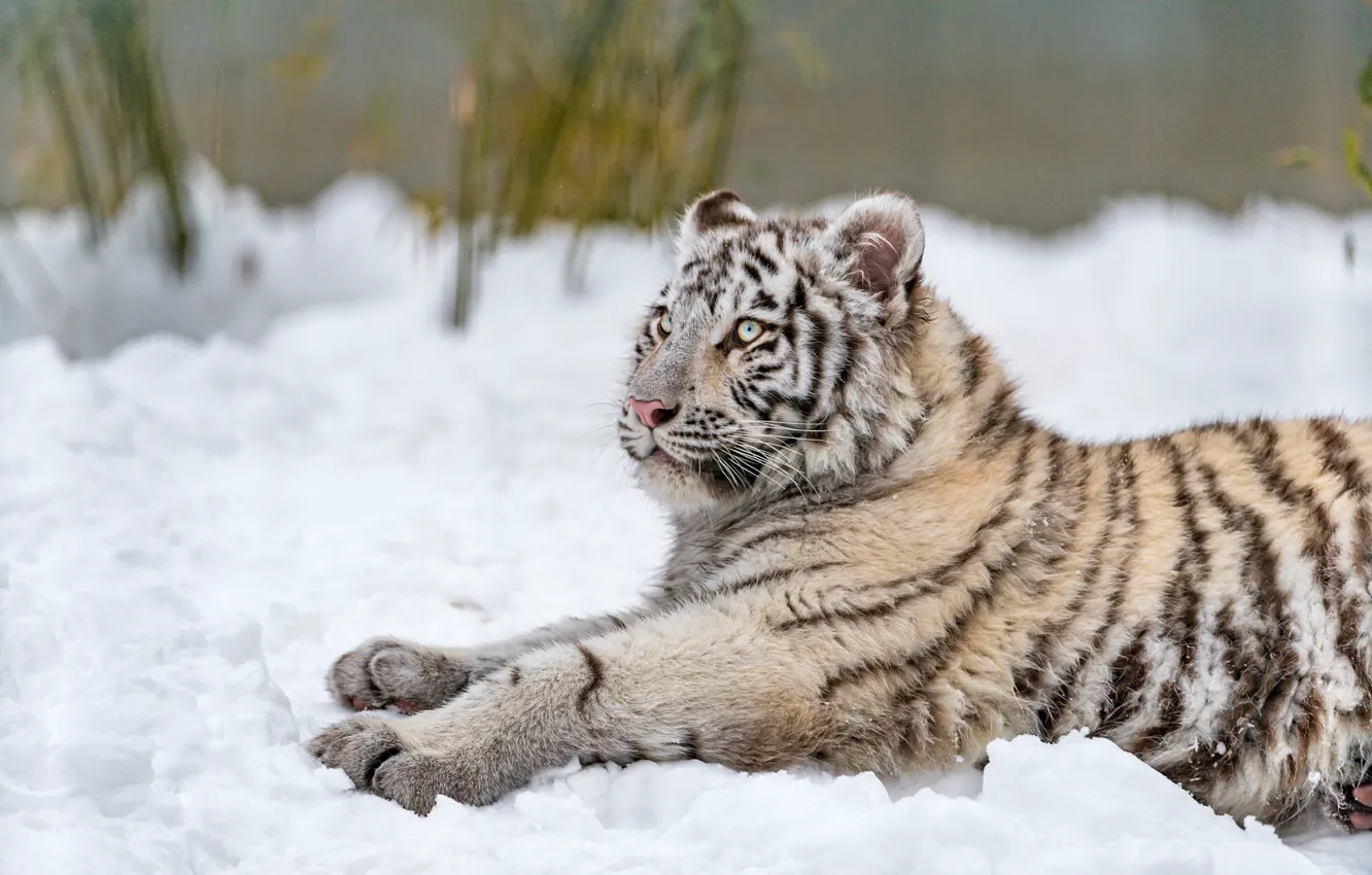 Фото обои зима, белый, взгляд, снег, природа, тигр, поза, стебли