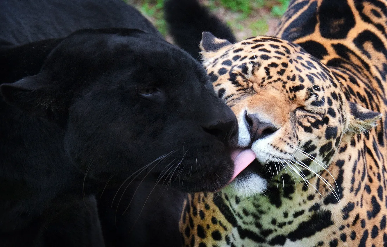 Фото обои пантера, дикие кошки, черный ягуар, ягуары