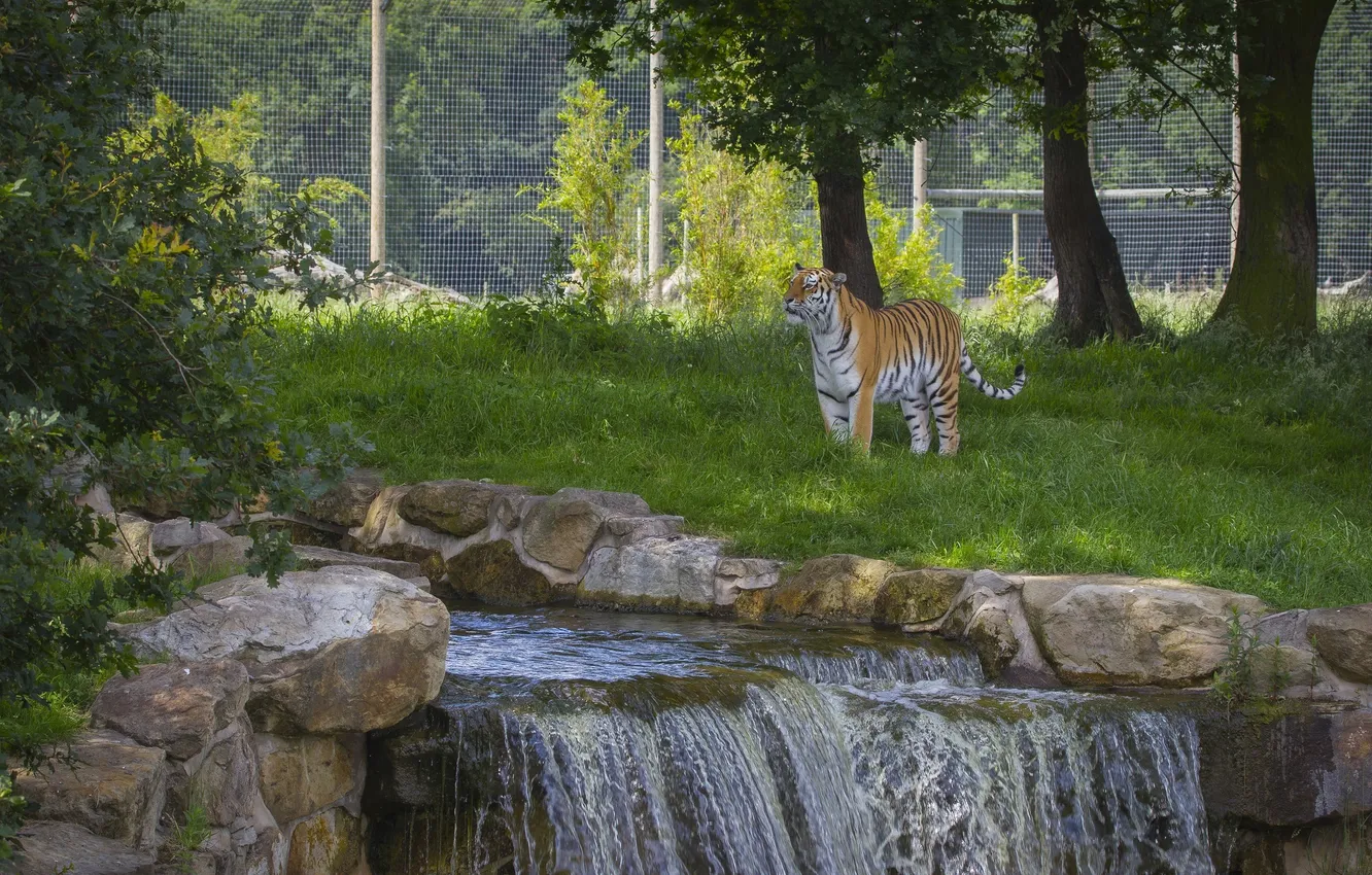 Фото обои хищник, дикая кошка, зоопарк, амурский тигр