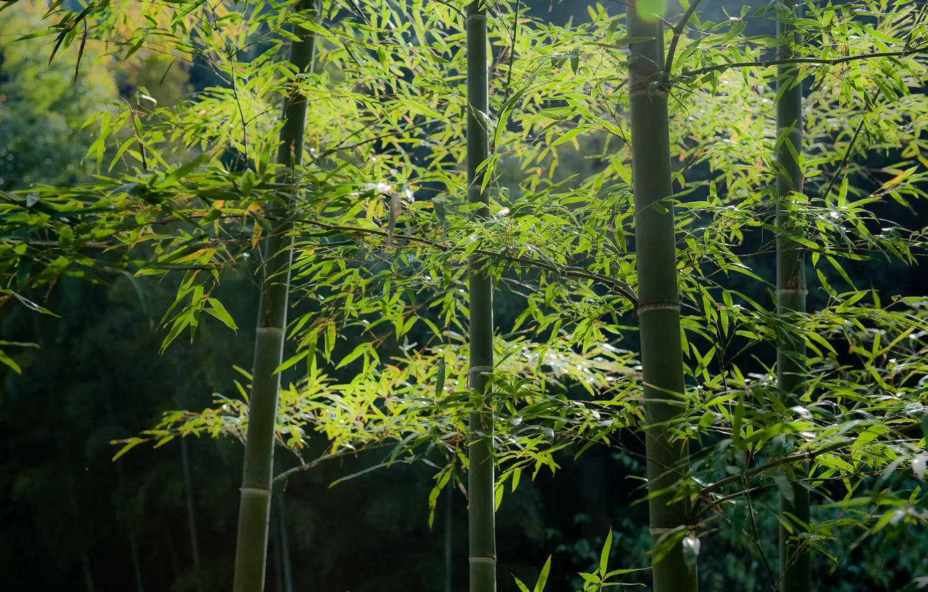 Фото обои зелень, лес, бамбук