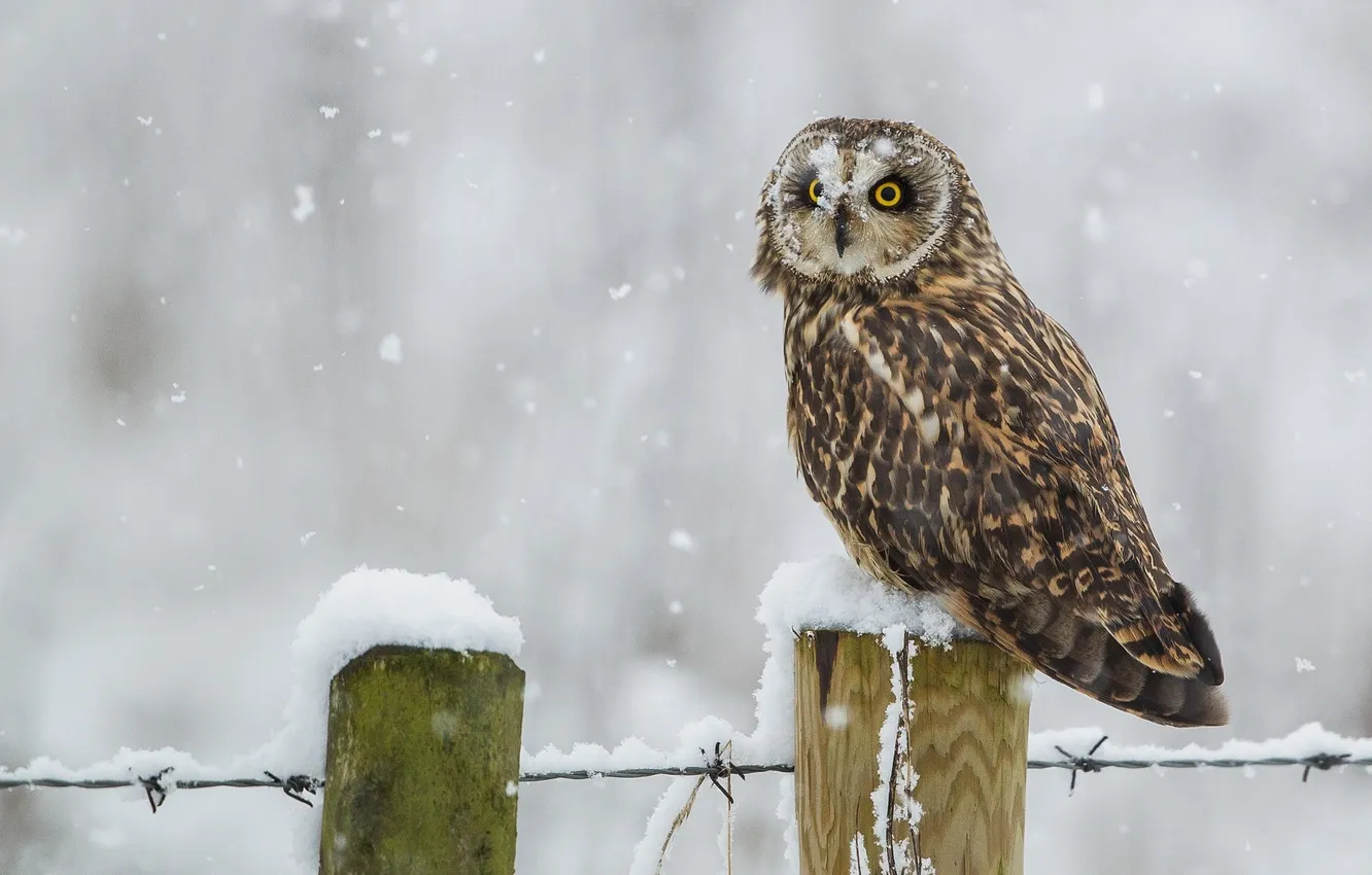 Фото обои зима, снег, птица, Болотная сова