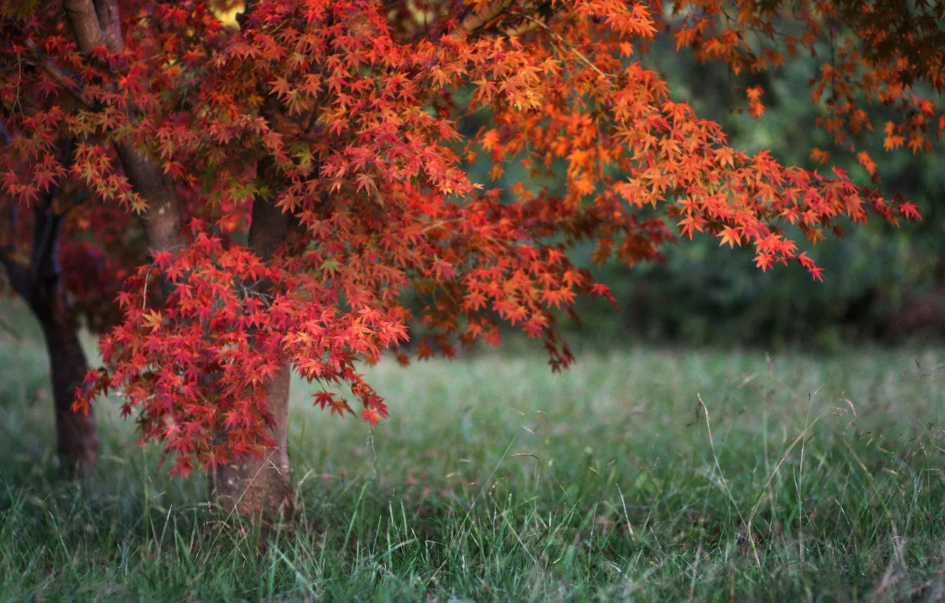 Фото обои осень, трава, клён
