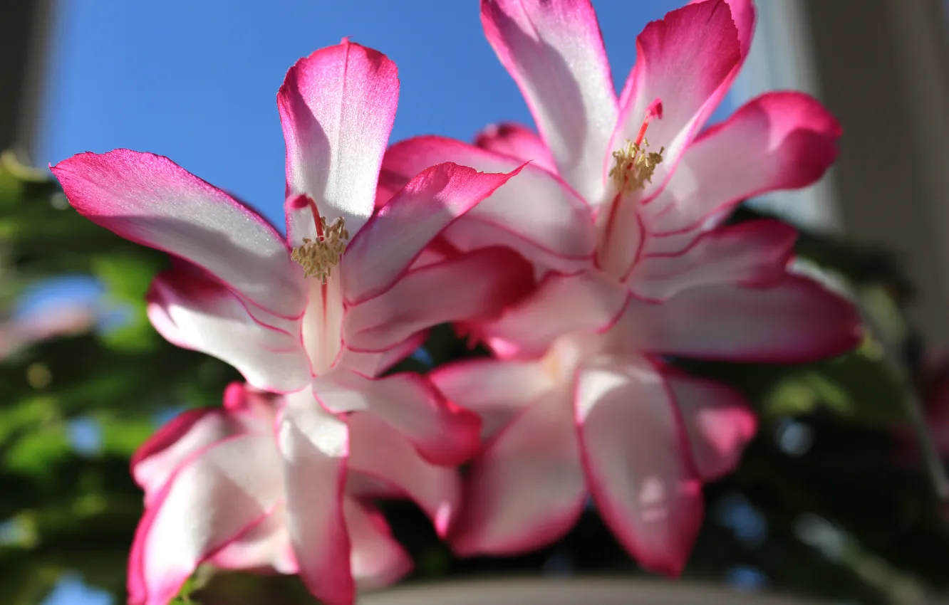 Фото обои цветок, розовый, декабрист