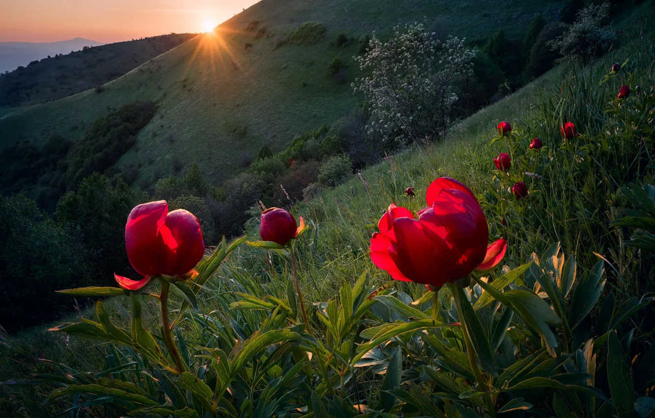 Фото обои солнце, лучи, свет, цветы, весна, склон, Болгария, дикие пионы