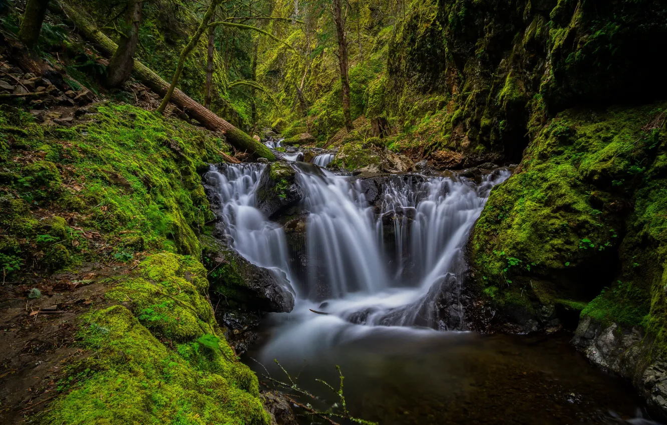 Фото обои лес, скалы, водопад, мох, Орегон, речка, каскад, Oregon