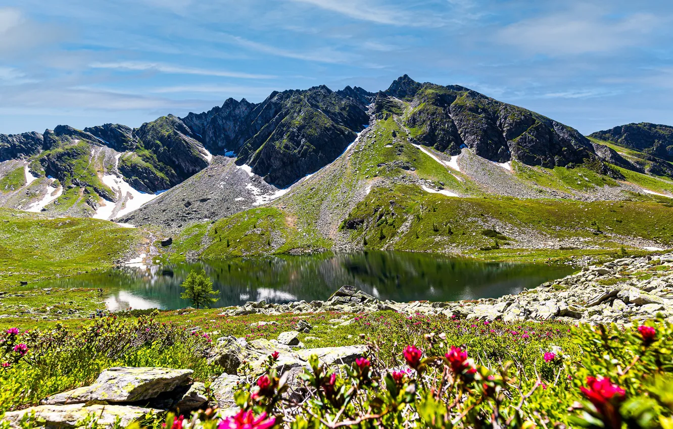 Фото обои цветы, горы, луг