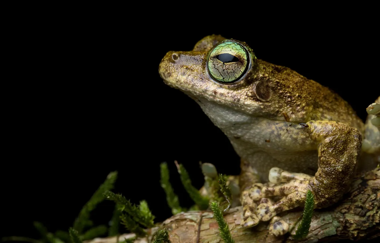 Фото обои природа, фон, лягушка, Litoria 'Ranoidea' serrata, Green eyed tree frog