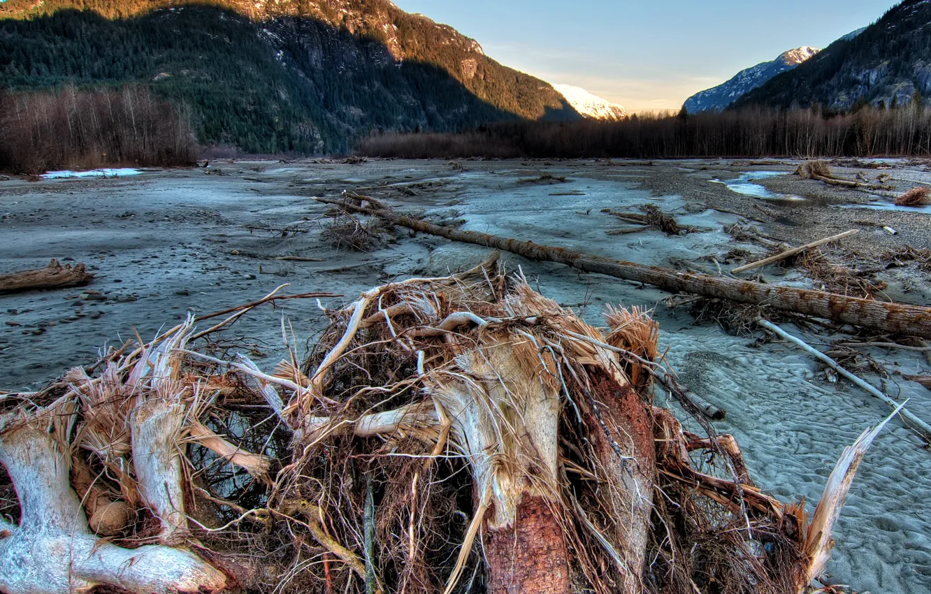 Фото обои песок, лес, деревья, горы, Канада, коряги, Squamish