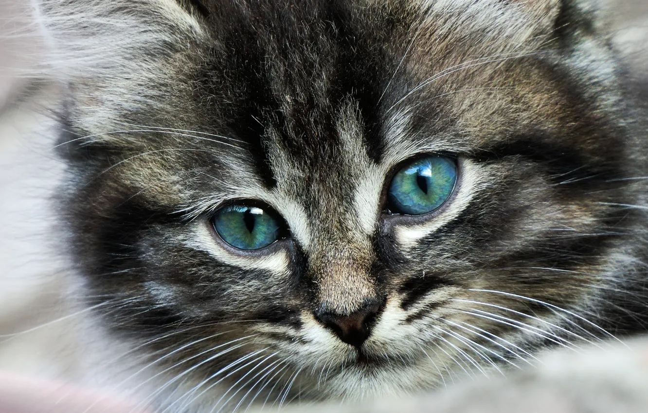 Фото обои глаза, кот, усы