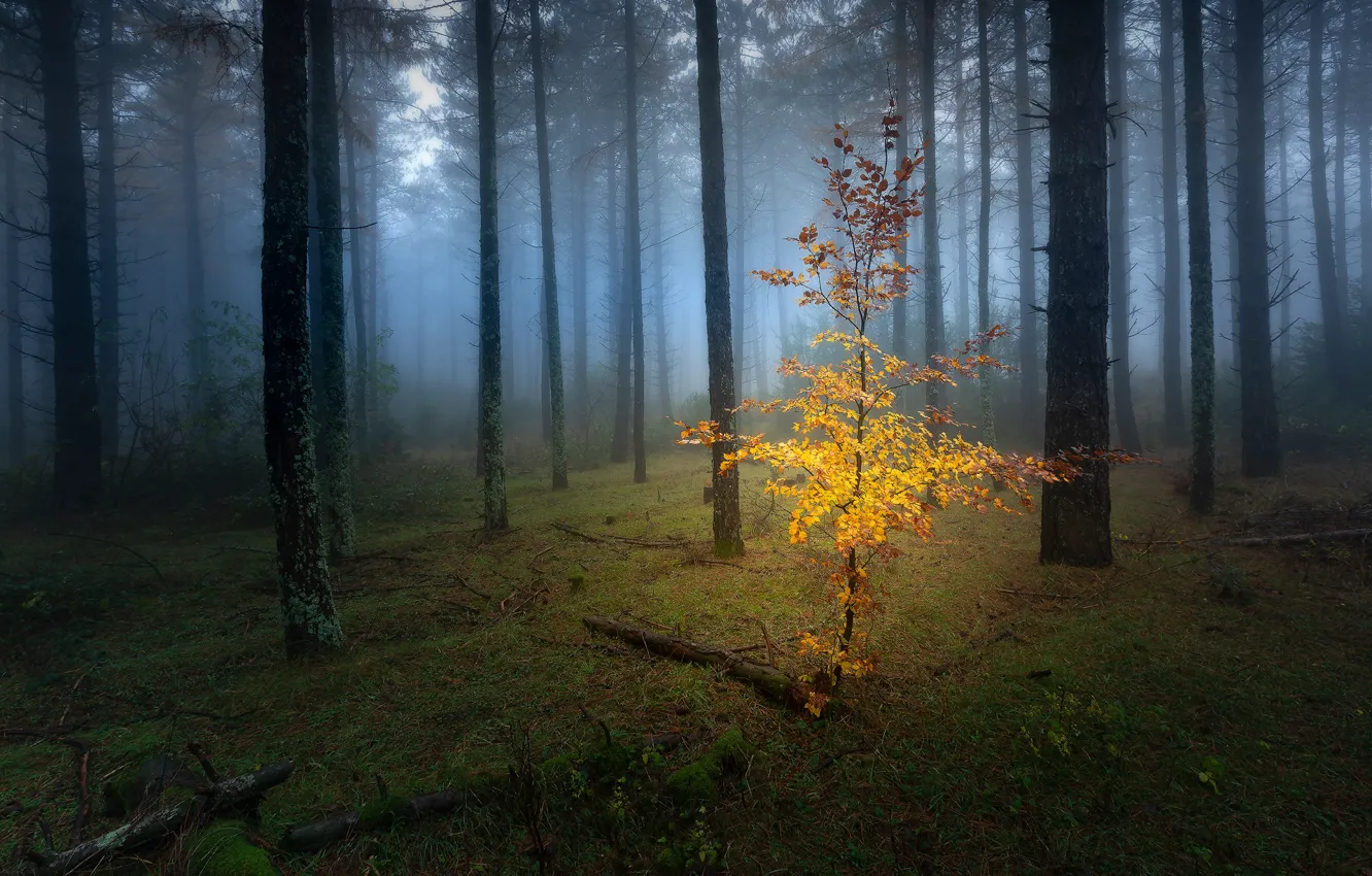 Фото обои осень, лес, листья, деревья, ветки, туман, стволы, поляна