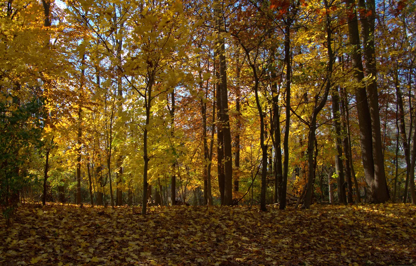 Фото обои осень, лес, листья, деревья, forest, Nature, листопад, trees