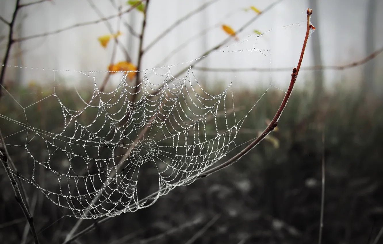 Фото обои осень, природа, паутина