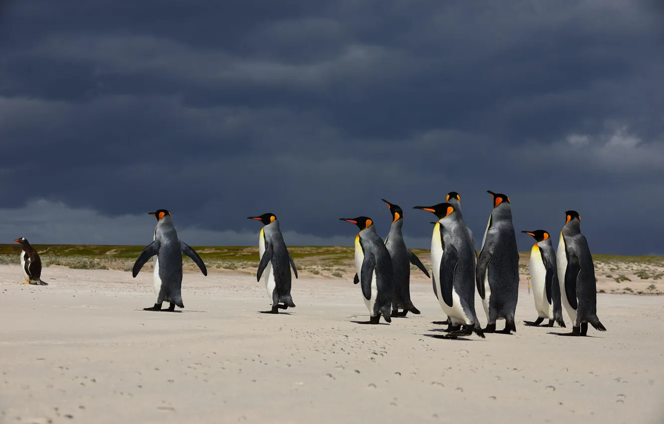 Фото обои тучи, птица, берег, стая, пингвины, прогулка