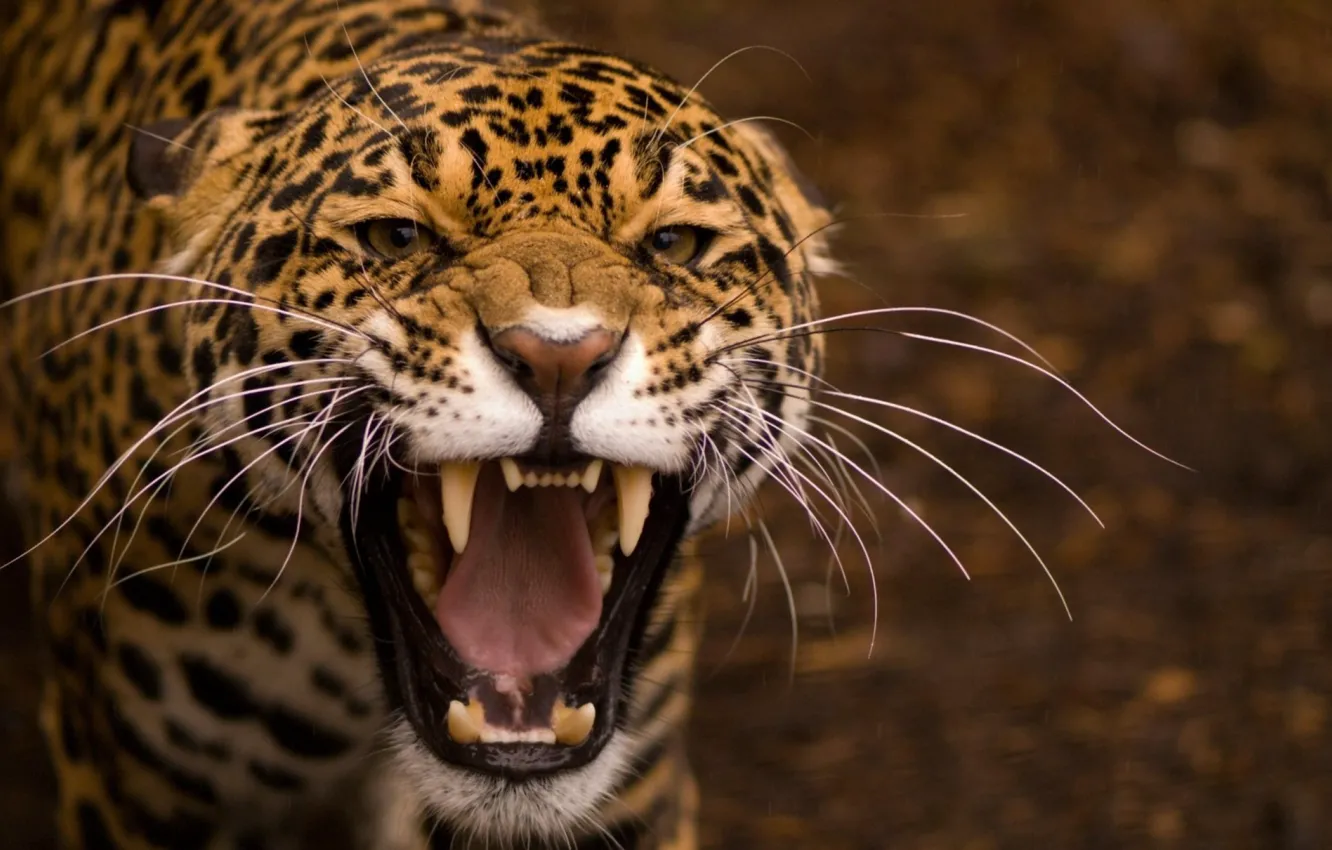 Фото обои animal, big cat, the fierce jaguar
