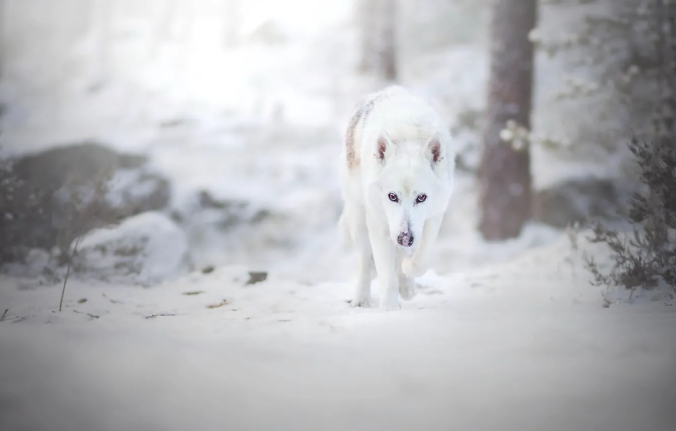 Фото обои зима, лес, взгляд, снег, собака, прогулка, швейцарская овчарка