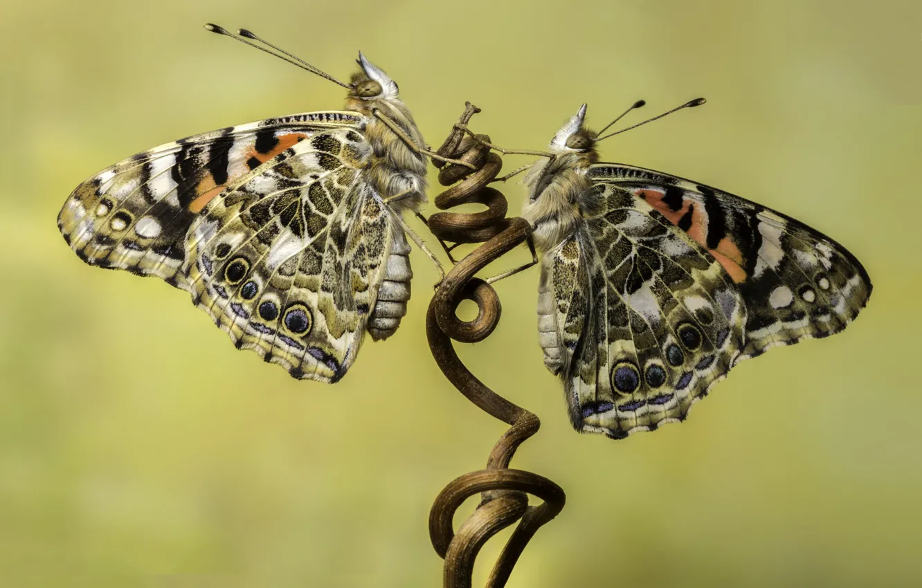 Фото обои бабочки, ветка, насекомае