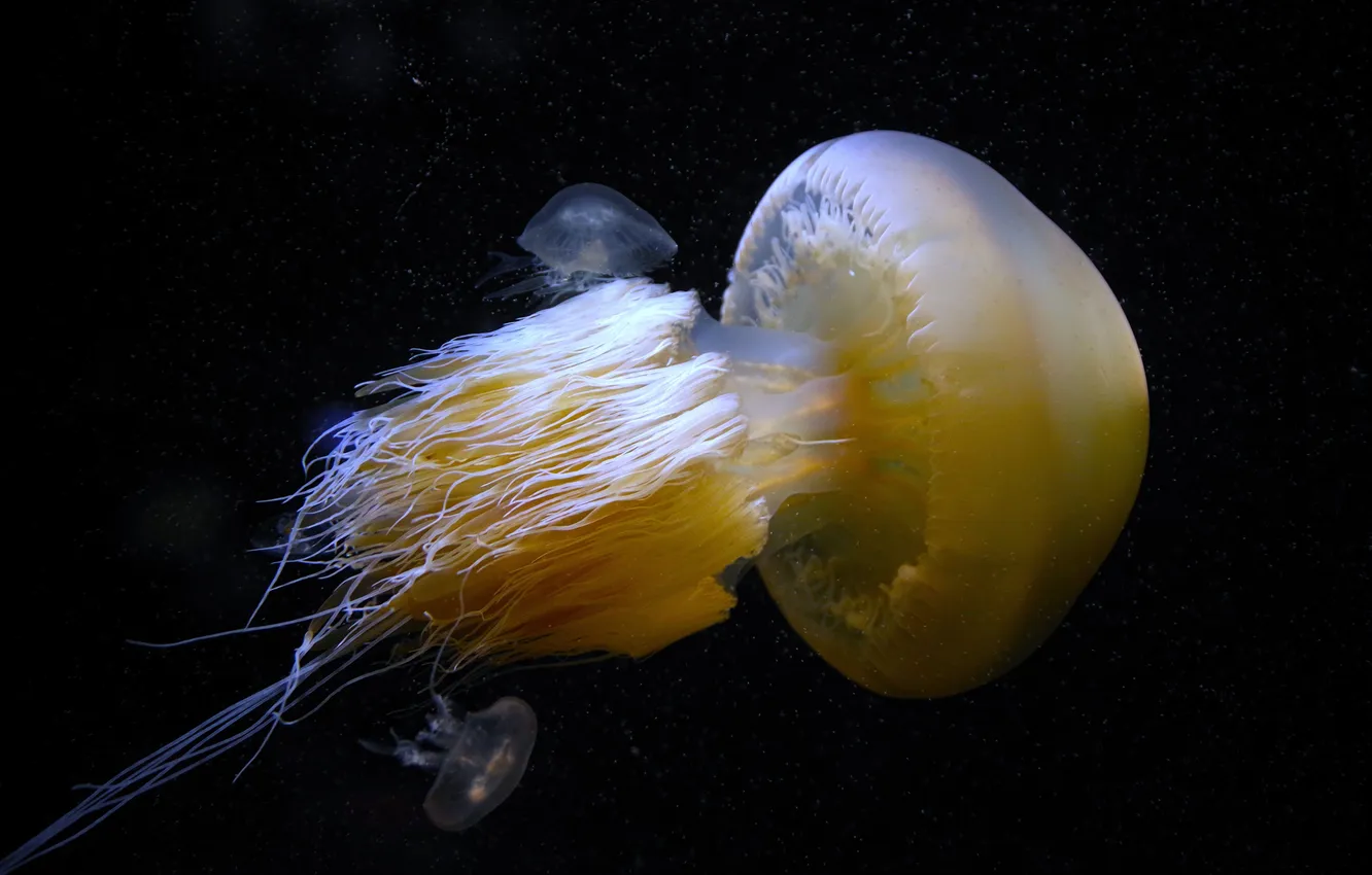Фото обои light, sea, nature, background, animal, fish, jellyfish, isolated