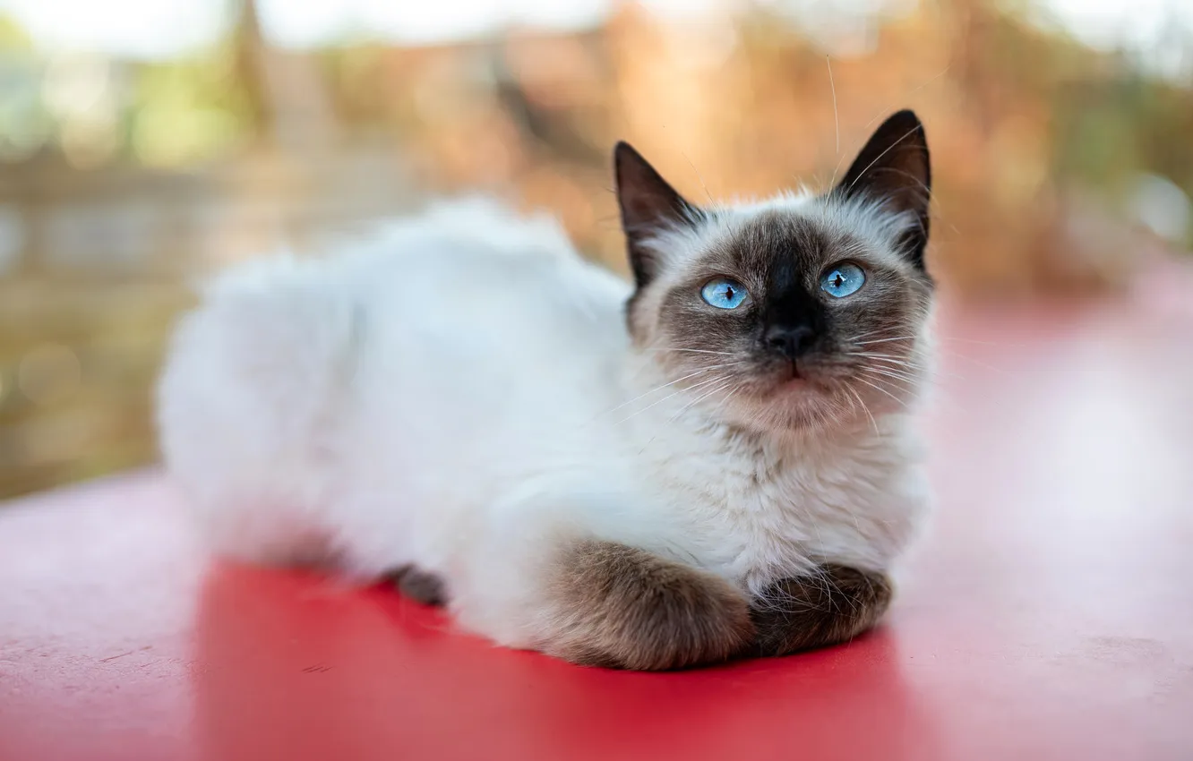 Фото обои кошка, взгляд, поза, котёнок, мордашка