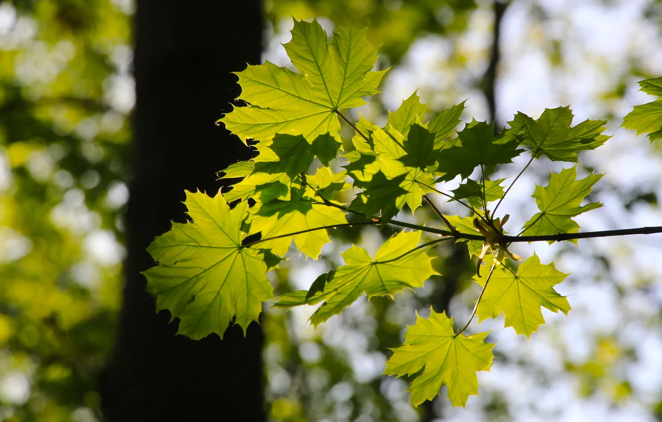 Фото обои forest, trees, park, leafs