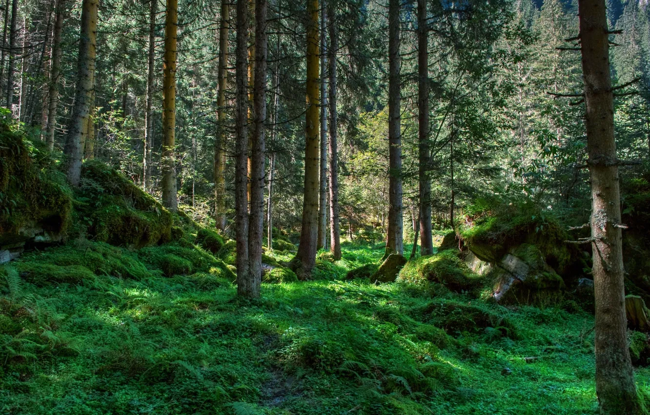Фото обои зелень, деревья, камни, мох, Лес