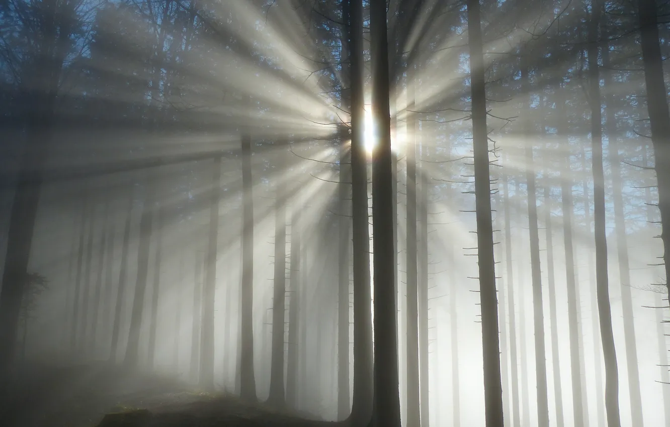 Фото обои лес, лучи, деревья, туман, forest, trees, rays, fog
