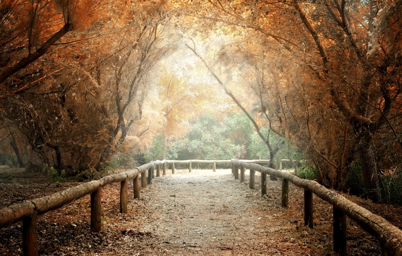 Фото обои листья, деревья, природа, фон, дерево, widescreen, обои, wallpaper