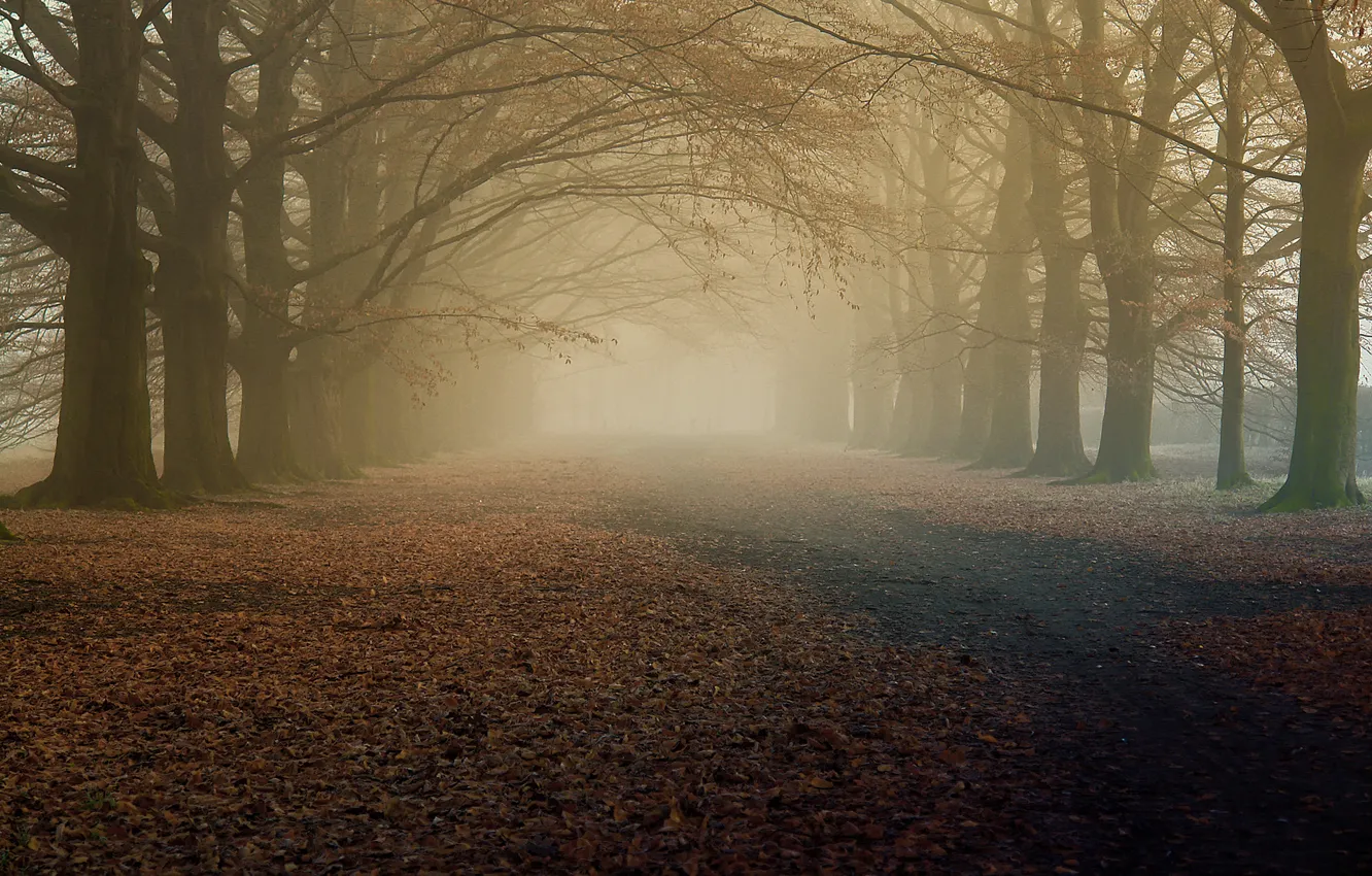 Фото обои осень, деревья, природа, туман, утро, сухая листва