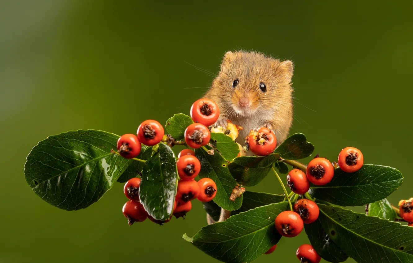 Фото обои листья, природа, ягоды, животное, ветка, мышь, мышка, зверёк