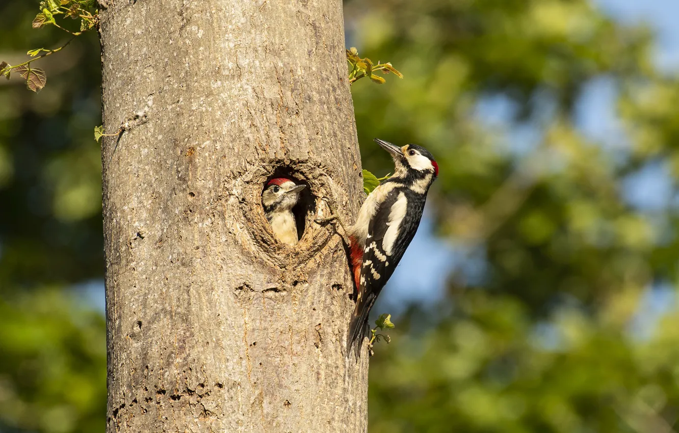 Фото обои деревья, птица, дупло