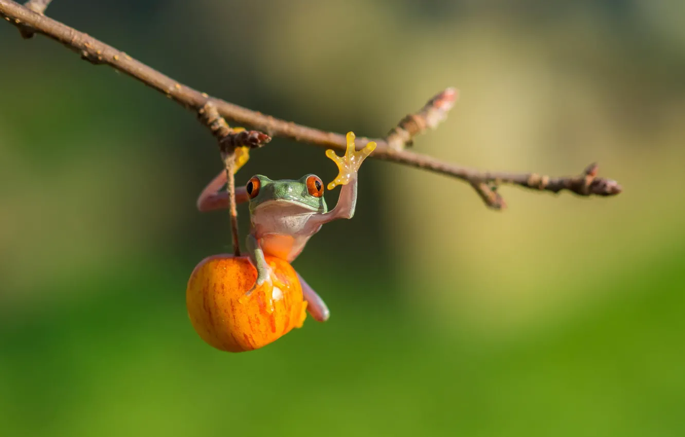 Фото обои яблоко, лягушка, red eye tree frog
