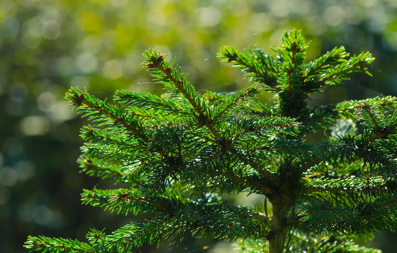 Фото обои tree, pine, spruce