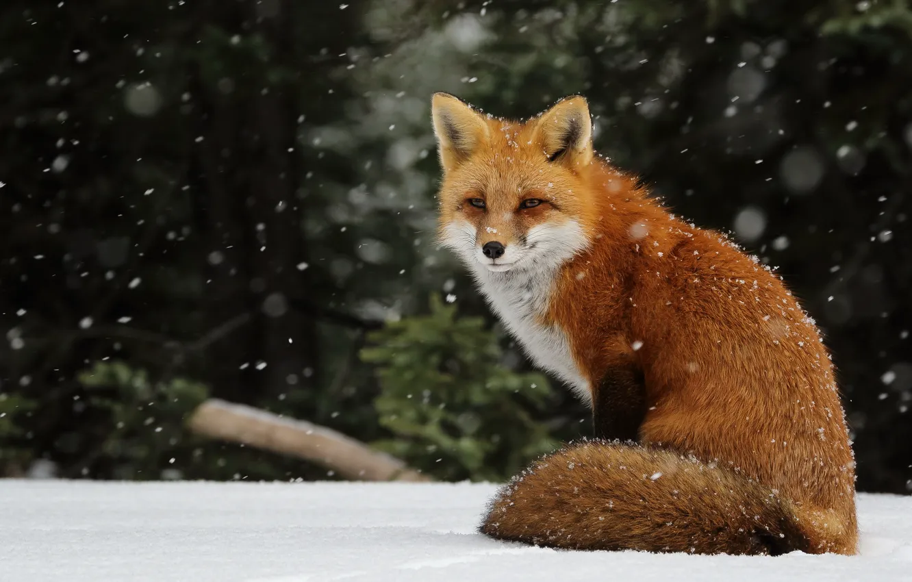 Фото обои зима, снег, снежинки, лиса, рыжая, снегопад, лисица