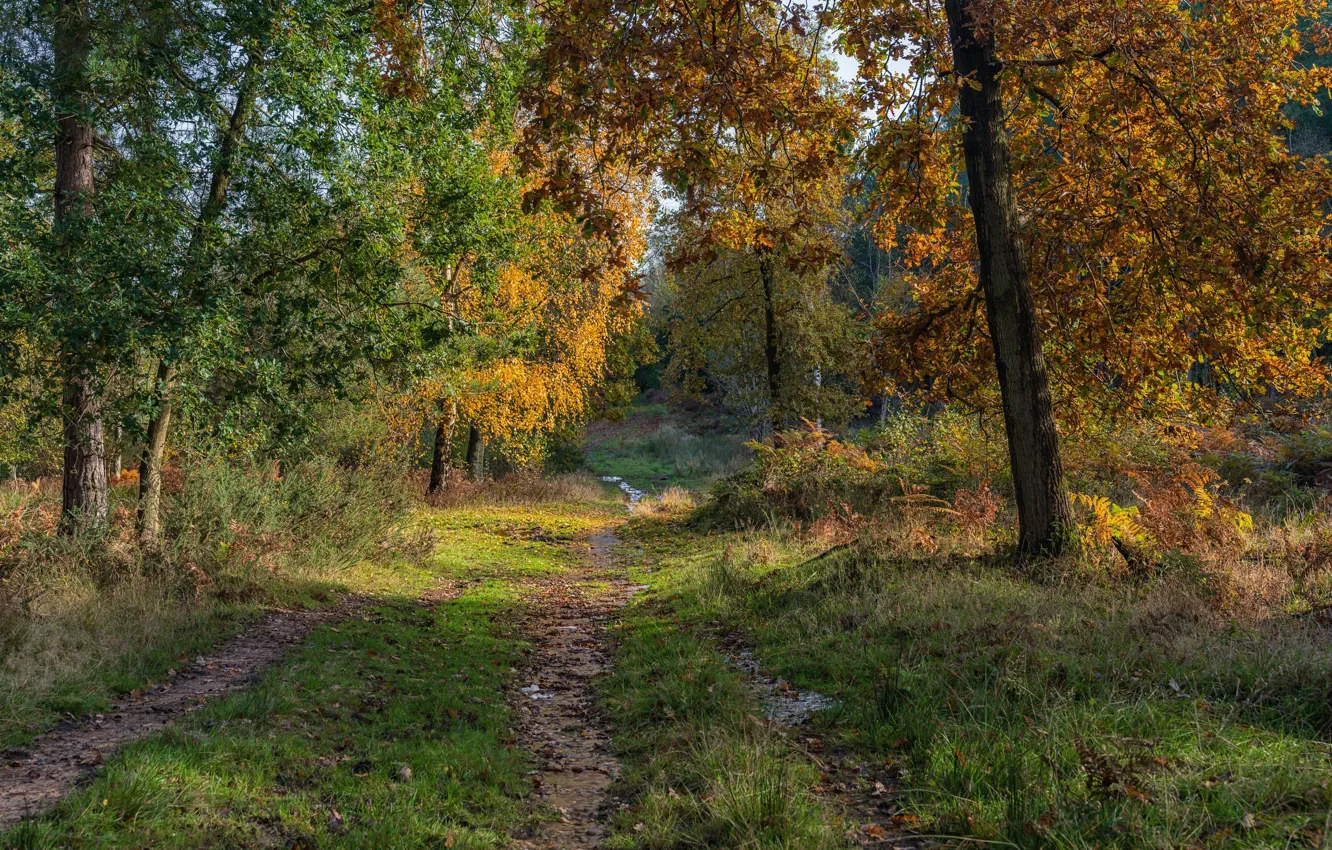 Фото обои дорога, осень, лес, деревья, Англия, Stratford-on-Avon District
